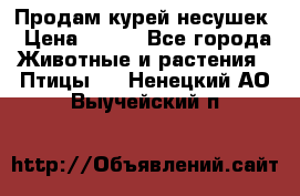 Продам курей несушек › Цена ­ 350 - Все города Животные и растения » Птицы   . Ненецкий АО,Выучейский п.